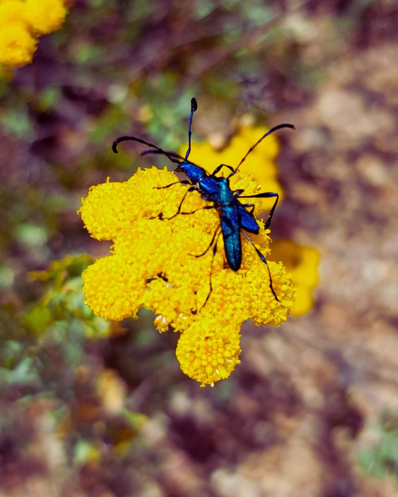 A jewel beetle on a yellow flower