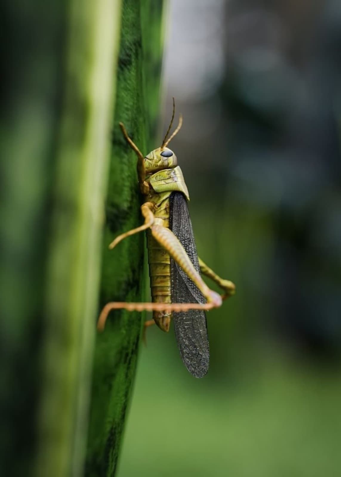A grasshopper on a green stalk