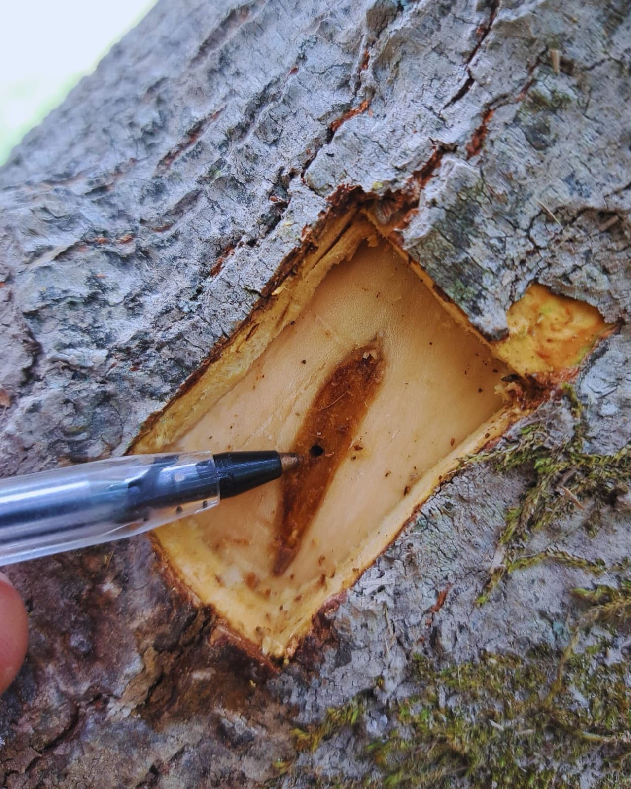 A Polyphagous Shot-Hole Borer entry hole in a tree trunk